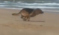 Chippo